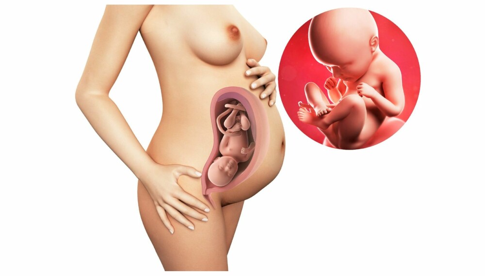 GRAVID UKE 35: Slik ser det ut i magen din etter 35 uker. GRAVID UKE 35: Slik ser det ut i magen din etter 35 uker.
