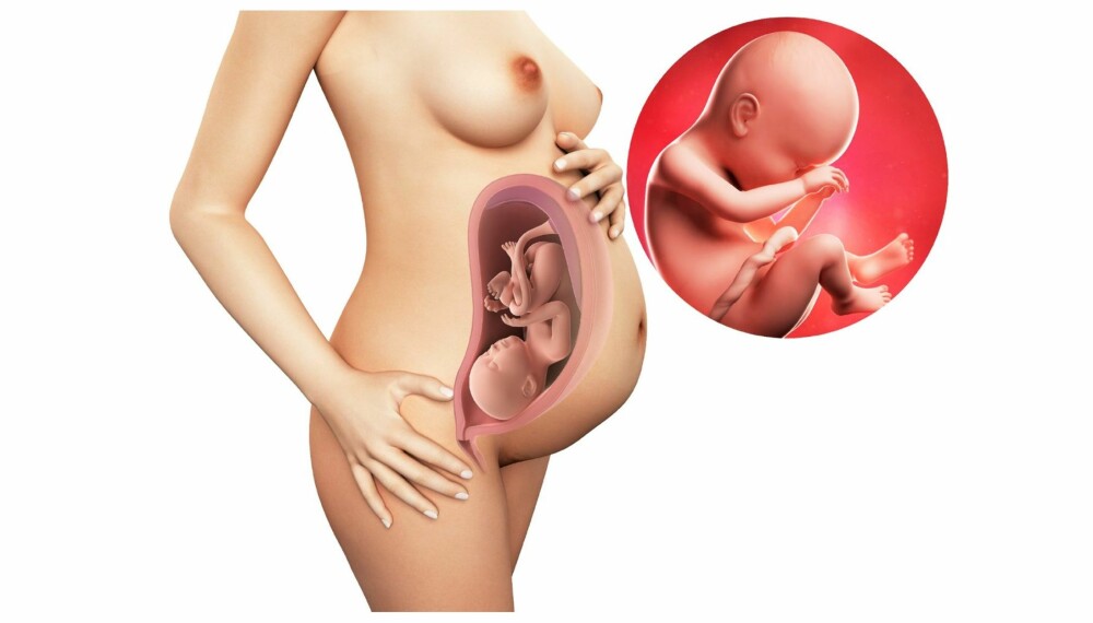 GRAVID UKE 38 Slik ser det ut i magen din etter 38 uker. GRAVID UKE 38 Slik ser det ut i magen din etter 38 uker.