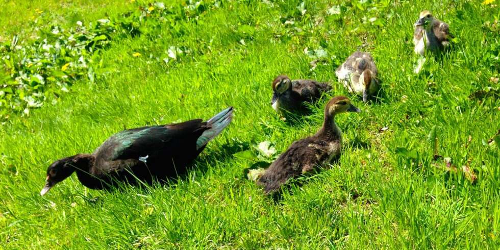 PÅ JOBB: Her er andefamilien i aksjon i Abrahamsens hage. PÅ JOBB: Her er andefamilien i aksjon i Abrahamsens hage.