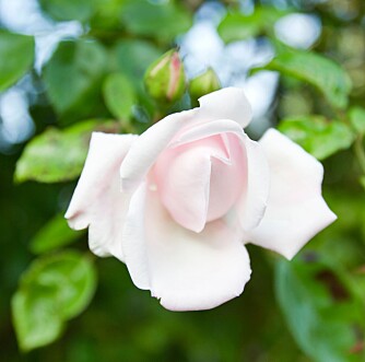 HARDFØR: Rosen "New Dawn" er både hardfør og vakker. HARDFØR: Rosen "New Dawn" er både hardfør og vakker.
