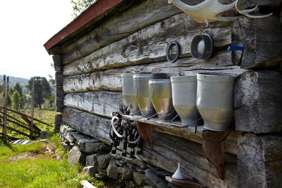 GAMLEFJØSET HOLDER FORTSATT: Fjøset fra 1786 er fortsatt i bruk. Det besto opprinnelig av 14 båser. Siden kyrne er større i dag, er det nå maksimalt plass til åtte. GAMLEFJØSET HOLDER FORTSATT: Fjøset fra 1786 er fortsatt i bruk. Det besto opprinnelig av 14 båser. Siden kyrne er større i dag, er det nå maksimalt plass til åtte.