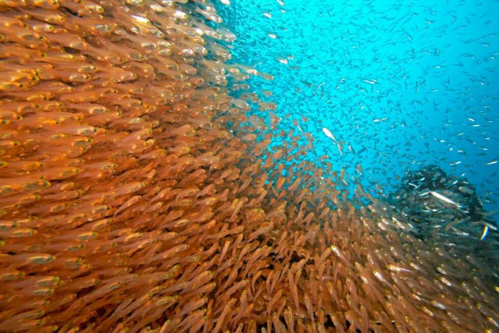 SOM FISKEN I VANNET: Vannet rundt Adamanøyene har et rikholdig fiskeliv. SOM FISKEN I VANNET: Vannet rundt Adamanøyene har et rikholdig fiskeliv.