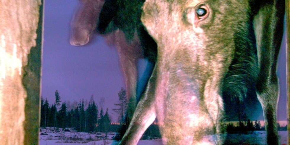 ELG ETTER SOLNEDGANG: Setter du kameraet slik at elgen må stikke hodet borti det, får du slike bilder. Tatt fra innsiden av foringskasse med Moultrie M60. ELG ETTER SOLNEDGANG: Setter du kameraet slik at elgen må stikke hodet borti det, får du slike bilder. Tatt fra innsiden av foringskasse med Moultrie M60.