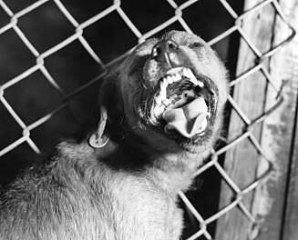FARLIG: Hund med antatt rabies FARLIG: Hund med antatt rabies