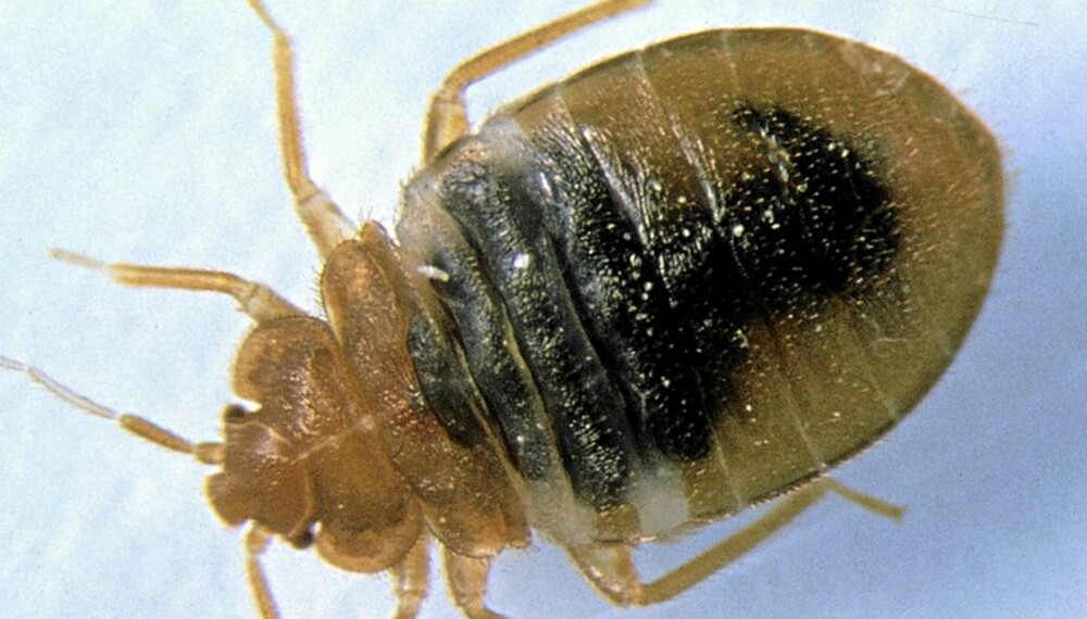 VEGGEDYR: Dette krypet, ikke mer enn en halv centimeter i lengde, kan skape stor irritasjon, både kløe og arr. VEGGEDYR: Dette krypet, ikke mer enn en halv centimeter i lengde, kan skape stor irritasjon, både kløe og arr.