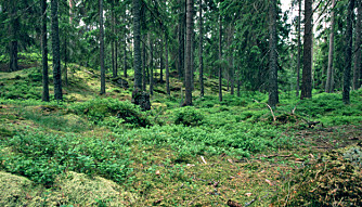 GRANSKOG: Det er her hovedtyngden av materialene til norske yttervegger hentes. FOTO: Wikipedia/Creative Commons GRANSKOG: Det er her hovedtyngden av materialene til norske yttervegger hentes. FOTO: Wikipedia/Creative Commons