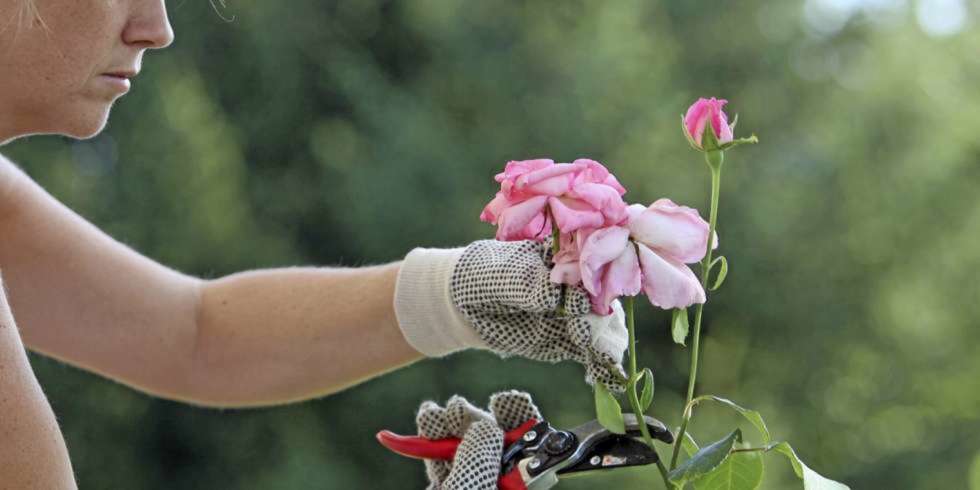 BESKJÆRE ROSER: Nå er tiden inne for beskjæring av rosebuskene. Foto: Colourbox.com BESKJÆRE ROSER: Nå er tiden inne for beskjæring av rosebuskene. Foto: Colourbox.com