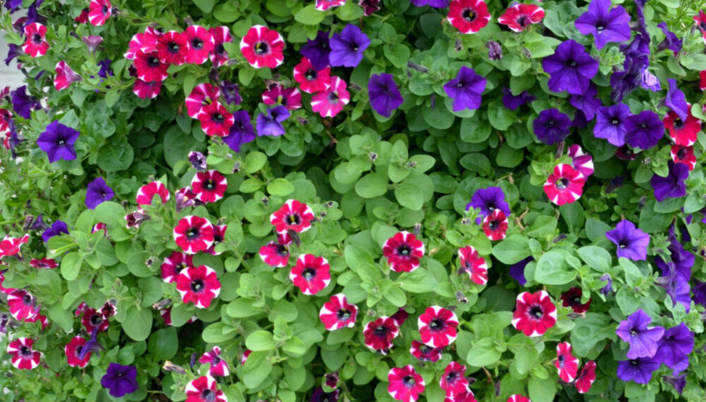 SOMMERBLOMSTER: Surfina har en rik blomstring som varer helt til høsten. Den er kraftigvoksende og trives best i sol og halvskygge. SOMMERBLOMSTER: Surfina har en rik blomstring som varer helt til høsten. Den er kraftigvoksende og trives best i sol og halvskygge.