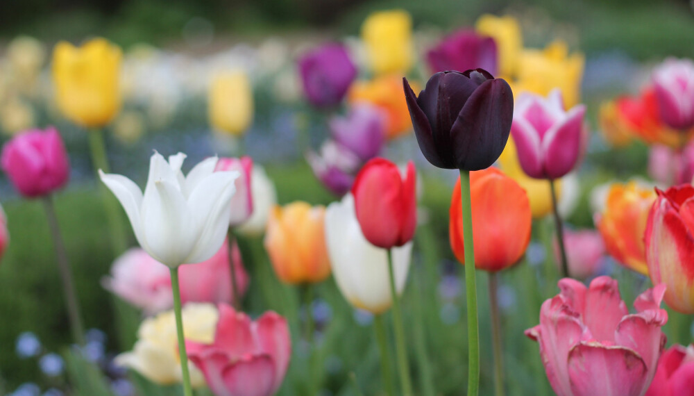 PLANTE BLOMSTERLØK OM HØSTEN PLANTE BLOMSTERLØK OM HØSTEN