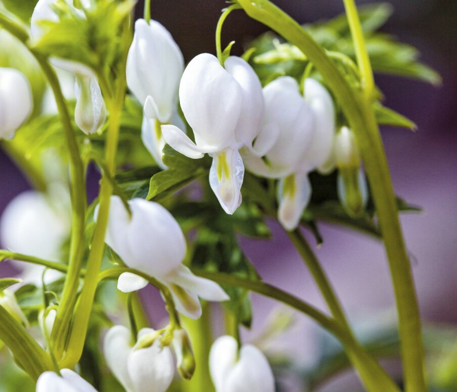 LØYTNANTSHJERTE: Denne planten blomstrer tidlig, gjerne allerede i mai. LØYTNANTSHJERTE: Denne planten blomstrer tidlig, gjerne allerede i mai.
