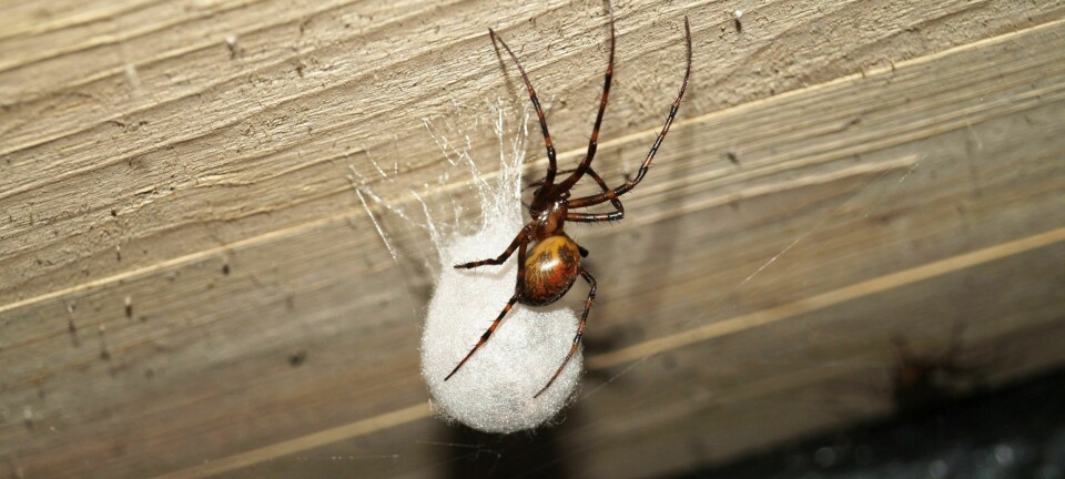 En sånn i kjelleren kan være et faretruende tegn