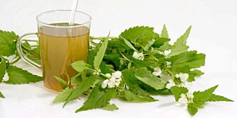 IKKE BARE STING: Nesle kan brukes til suppe, forfriskende te eller gjødselvann. Brennesle er en nytteplante.