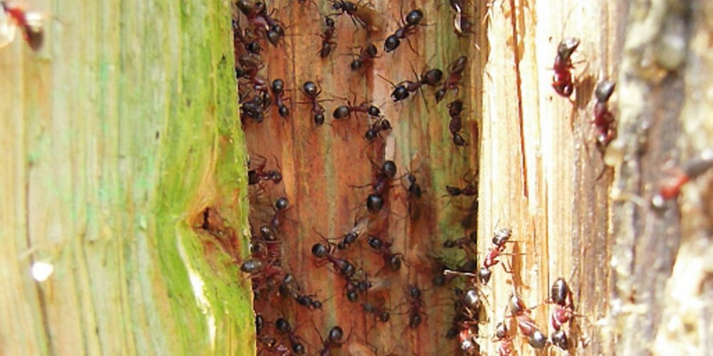 SKADER HUSET: Hvis du ser at det er maur inne i huset ditt også om vinteren, så bør du ta kontakt med et skadedyrsfirma. Da har maurene trolig bosatt seg i huset.