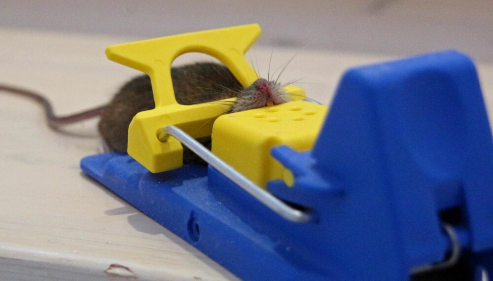 SMEKK: Musefelle er den mest effektive måten å fange mus på i en bolig. Men det er kanskje med blandede følelser man setter ut en musefelle. (FOTO: Alexander Berg jr.)