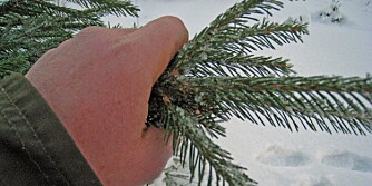 HÅNDTESTEN: Ved å dra hånden over barnålene, kan man sjekke om treet har god kvalitet. Faller det friske barnåler av, er ikke treet godt nok.