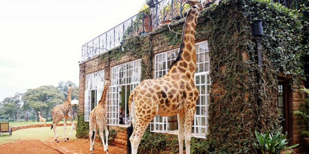 SJIRAFFHOTELL: På dette hotellet i Kenya kommer du nærmere inn på disse flotte dyrene.