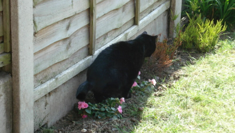 IKKE SOM GJØDSEL: Hvis katten din sitter slik over naboens blomster, er det kanskje ikke så rart at det skaper irritasjon.