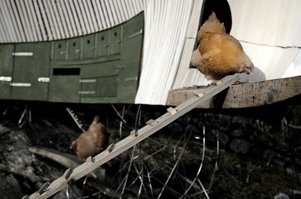 HØNSETRAPP: Hønene får spankulere omkring som de vil på tunet. En smal landgang leder opp til inngangen av hønsehuset.