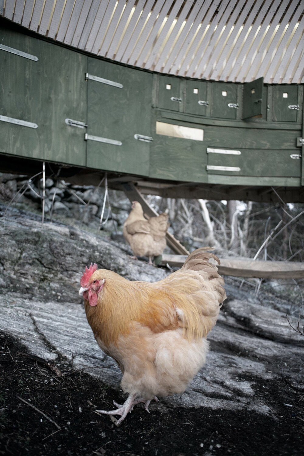SVEVER PÅ BERGET: En stålkonstruksjon forankrer hønsehuset til fjellknausen. En rekke luker sørger for at man kan skuffe ut hønsemøkk og holde huset rent.