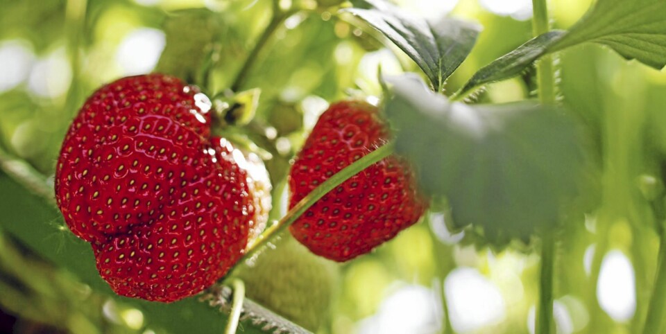 Her er 9 trendy hagetips