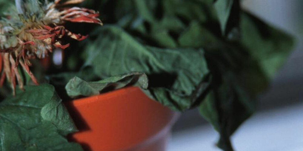 VISNE: Det er mange som har dårlig erfaring med å få potteplantene til å leve lenge.