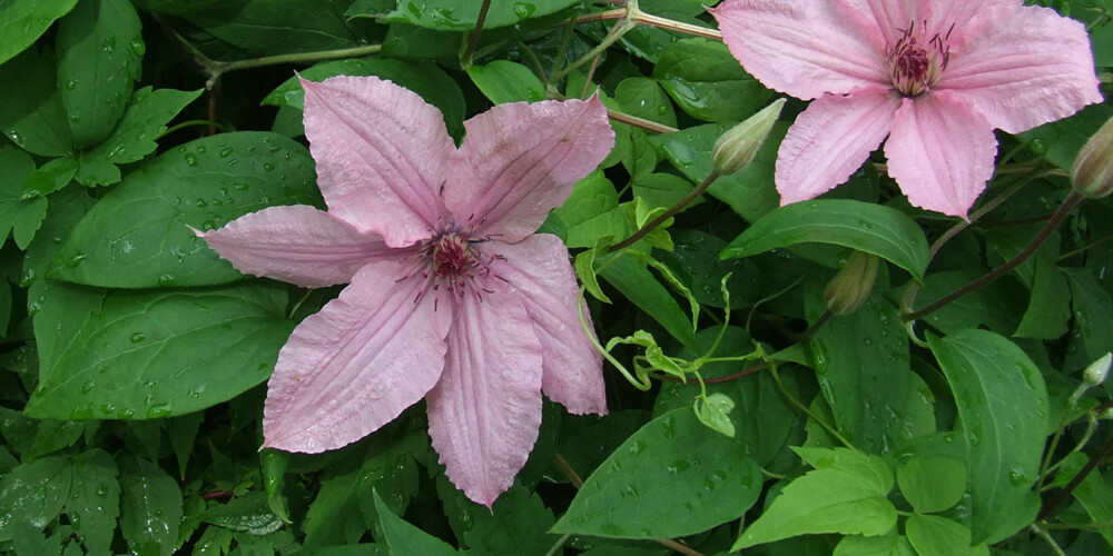 KONTINUERLIG: Bruker du både tidlig- og sentblomstrende klematis, kan du ha kontinuerlig blomstring i hagen.