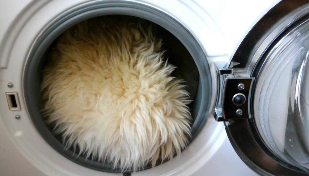 VASKE SAUESKINN: Visste du at de fleste saueskinn kan vaskes i maskin?