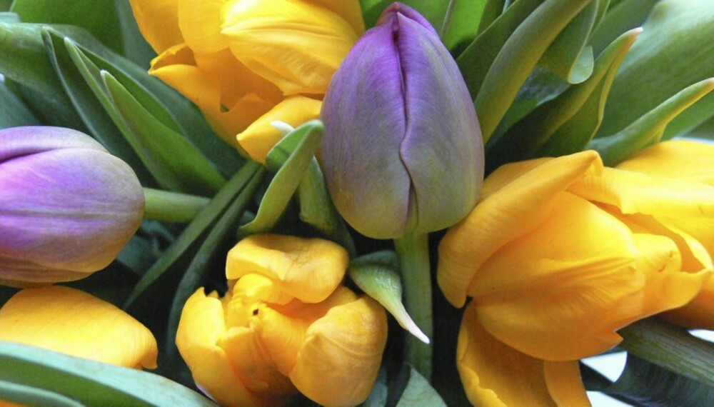 TULIPANER TIL PÅSKE: Akkurat nå kan du få tak i rimelige og vakre tulipaner som pynter opp hjemme.