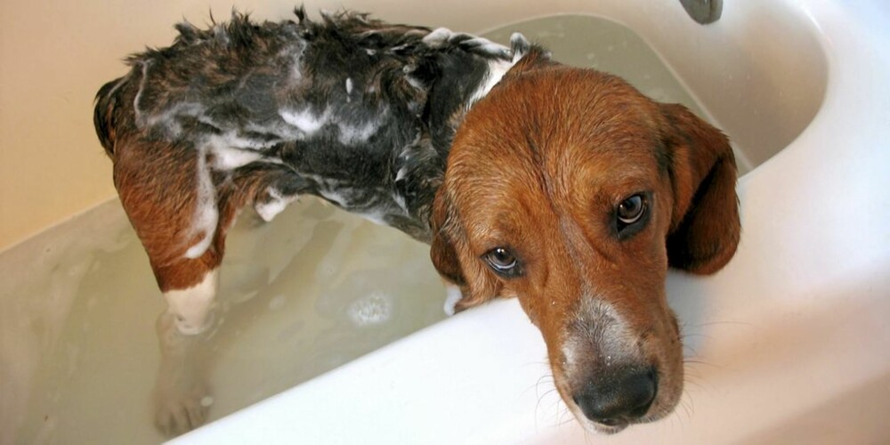 OMSORG: Liv Skrede i Dyrevernnembda minner om kjæledyr trenger omsorg i tillegg til mat og vann.