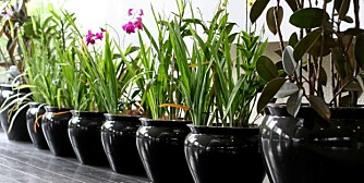 KRUKKEFINT: Selvvanningskrukker er selvsagt det optimale. Men andre tips kan redde potteplantene. KRUKKEFINT: Selvvanningskrukker er selvsagt det optimale. Men andre tips kan redde potteplantene.