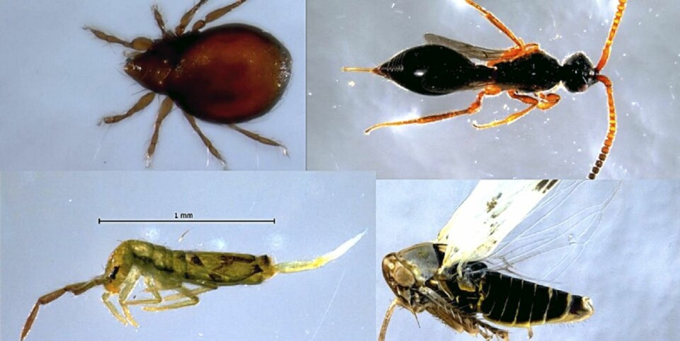 Disse bor i juletreet ditt