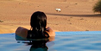 FLOTTESTE: Fra bassenget på Al Maha ørken hotellkompleks.