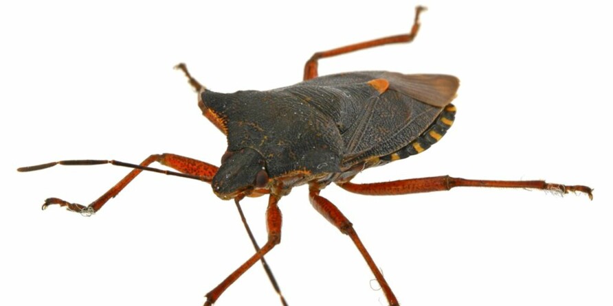 TEGE: Maskeringsteger er 'morsomme' kryp som kan finne på å besøke soverommet.