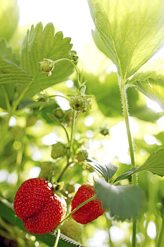 GODT. Jordbær er godt, men kanskje enda bedre om du plukker dem fra egne krukker? En annen fordel med jordbær i krukker er mindre råte, snegler og ugress. FOTO: Scanpix