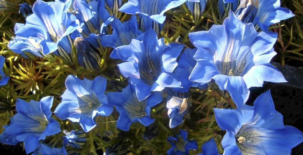STAUD VINNER: Årets staude 2010 er Gentiana ""Borge"", som blomstrer sent men de nydelige, blå klokkene er kanskje verdt å vente på? FOTO: Opplysningskontoret for blomster og planter
