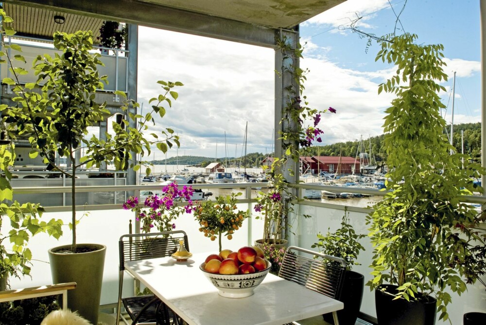 Balkongtrær Balkongtrær