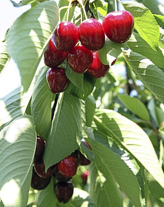 RØDMENDE. Fristende kirsebær klare for innhøsting.