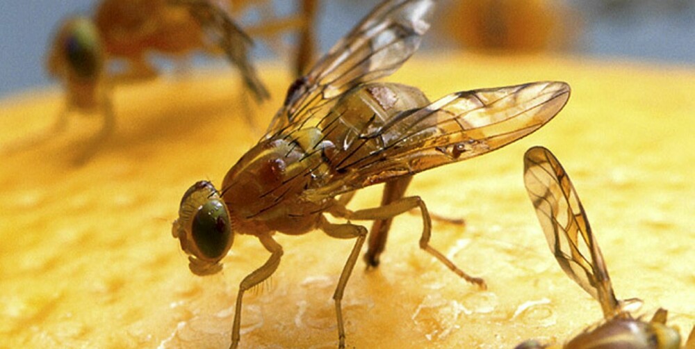 GULBRUNE: Bananfluer eller fruktfluer er små til å være fluer, bare 2 til 4 milimeter lange. De er gulbrune med røde øyne og lever av gjærende emner.