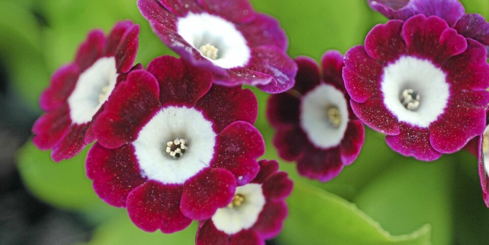 Disse plantene har du for evig