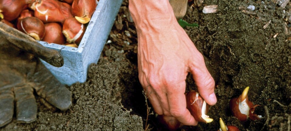 Det er nå du skal sette løk