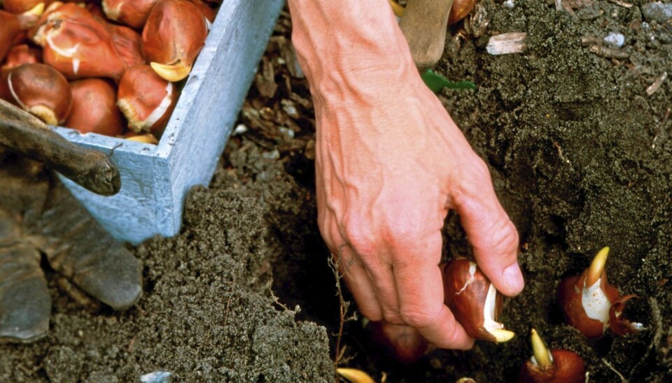 RIKTIG VEI: Det er viktig å sette løken med spissen opp