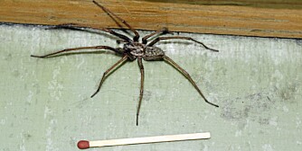 SKREKK OG GRU: Mange er redde for edderkopper, og møtet med en nesten 10 cm stor husedderkopp kan skremme noen hver. Men den er ikke farlig, og vil helst ikke være innendørs.