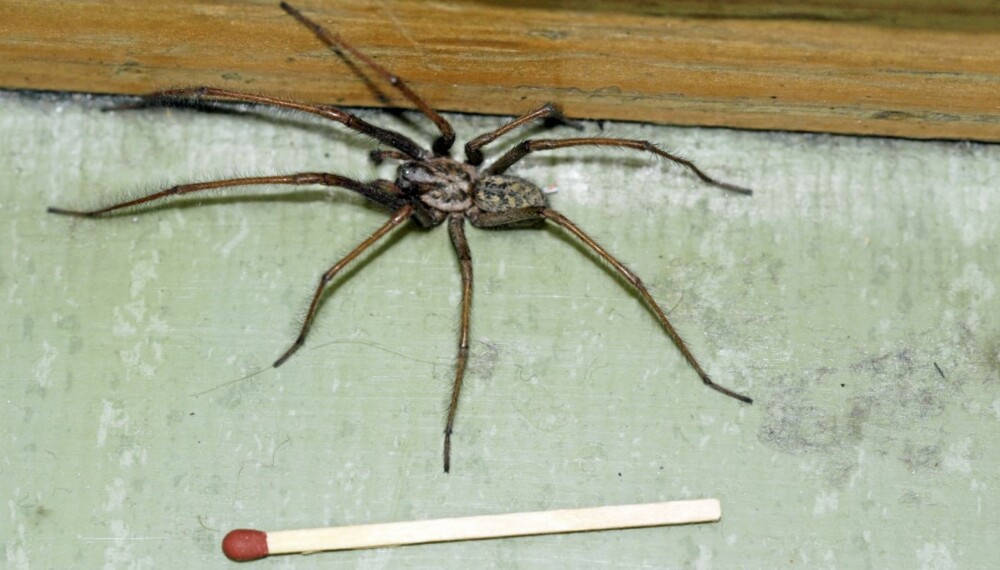 SKREKK OG GRU: Mange er redde for edderkopper, og møtet med en nesten 10 cm stor husedderkopp kan skremme noen hver. Men den er ikke farlig, og vil helst ikke være innendørs.