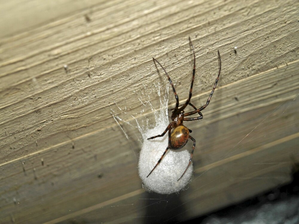 PROBLEMVARSLER: Dette er en stor kjelleredderkopp. Påtreffer du den innendørs, har du sannsynligvis et fuktproblem.