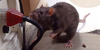 GNAGER PÅ NESTEN ALT: En rotte trenger ikke mer enn 12 mm åpning for å komme seg inn i boligen, og hvis den ikke finner det, gnager den seg inn.
