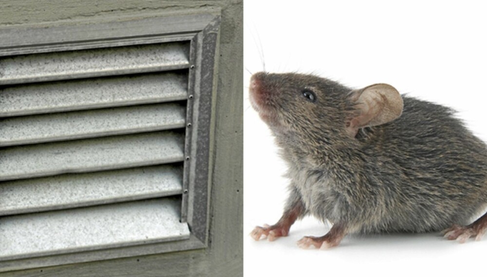 MUSEÅPNING: Syv millimeter er alt hva en mus trenger for å komme inn i hytta di, og lufteluker er en av favorittstedene.