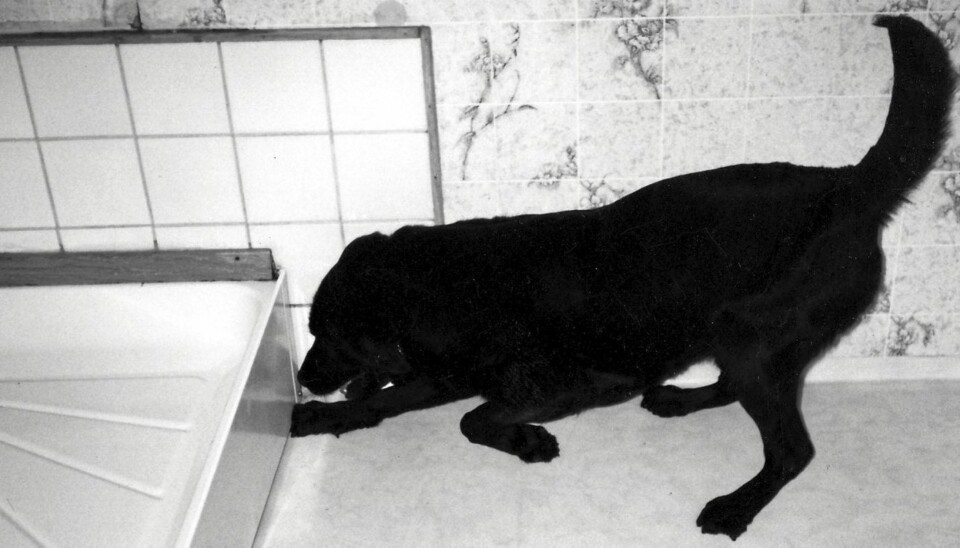 HUND ETTER STOKKMAUR: Hunden Molly er trent opp til blant annet å finne stokkmaur, og har markerer den et treff.