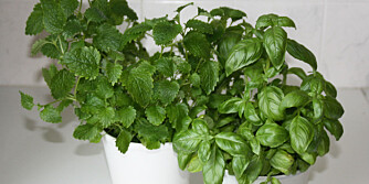 IKKE VINDUSKARM: Mange liker å sette urtene til pynt i vinduskarmen, men de trives bedre uten direkte sollys.