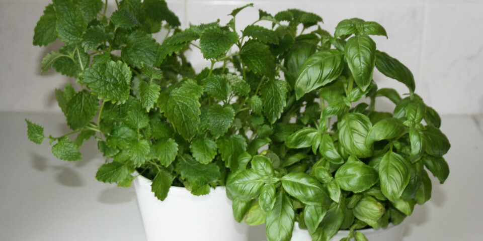 Nei, urtene trenger ikke å visne etter én dag