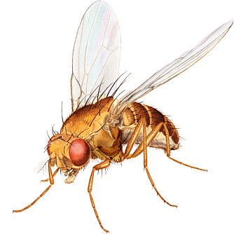 BANANFLUE: Slik ser en fruktflue, eller bananflue, ut. Den heter egentlig Drosophila funebris.